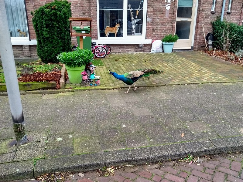 Click image for larger version

Name:	Aande wandel.jpg
Views:	145
Size:	231,6 KB
ID:	103319