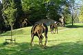 Click image for larger version

Name:	Paarden.jpg
Views:	315
Size:	95,6 KB
ID:	89474